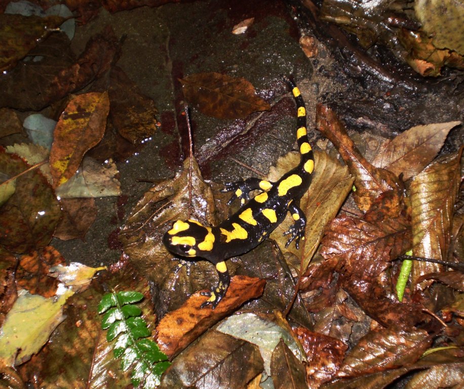 Salamandra salamandra